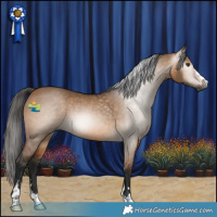 Horse Color:Gray Bay Dun 