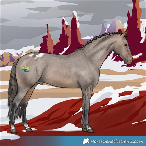 Horse Color:Bay Dun Appaloosa 