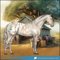 Horse Color:Chocolate Palomino Dun Appaloosa 