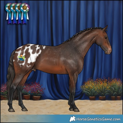 Horse Color:Brown Appaloosa 