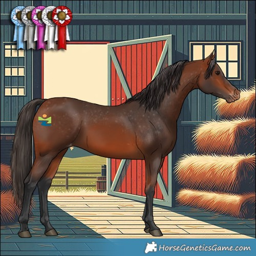 Horse Color:Bay Appaloosa 