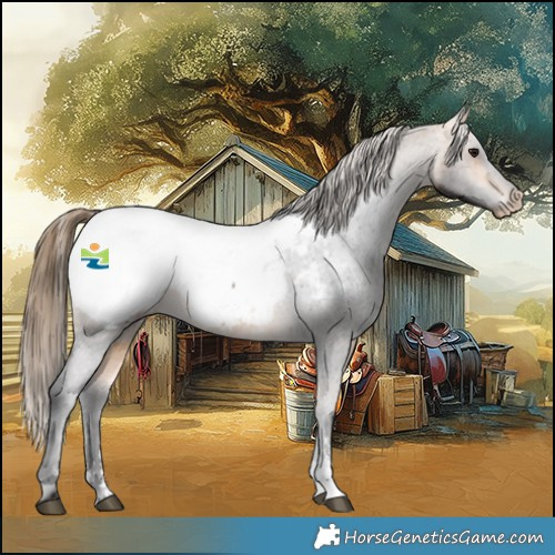 Horse Color:Buckskin Sabino Appaloosa 