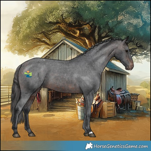 Horse Color:Brown Appaloosa 