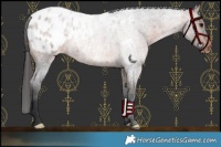 Horse Color:Brown Roan Appaloosa 