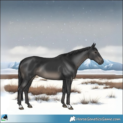 Horse Color:Black Rabicano