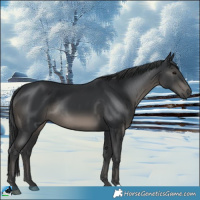 Horse Color:Black Rabicano 