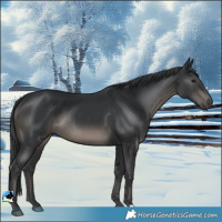 Horse Color:Black Rabicano 