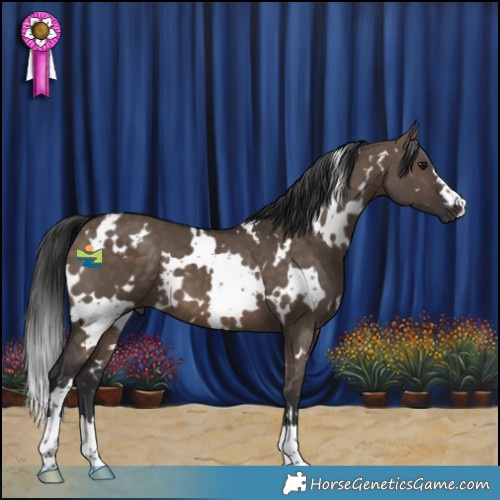 Horse Color:White Spotted Brown Dun 