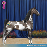 Horse Color:White Spotted Brown Dun 