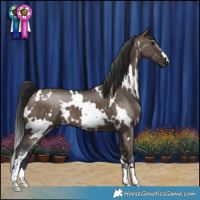 Horse Color:White Spotted Brown Dun 