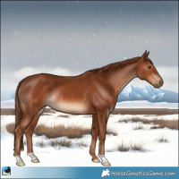 Horse Color:Chestnut Rabicano 
