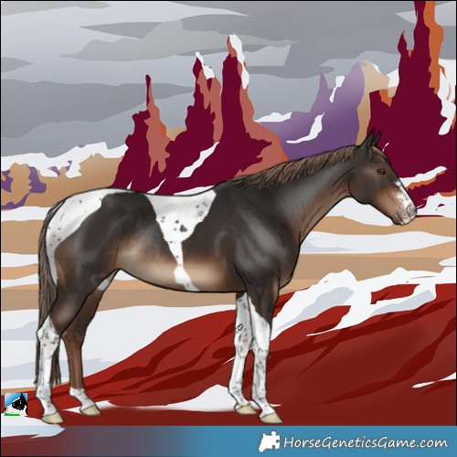 Horse Color:Liver Chestnut Sabino Tobiano Rabicano 