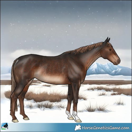 Horse Color:Liver Chestnut Rabicano