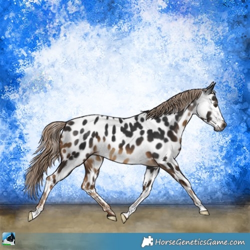 Horse Color:Gray Chocolate Palomino Appaloosa Rabicano 