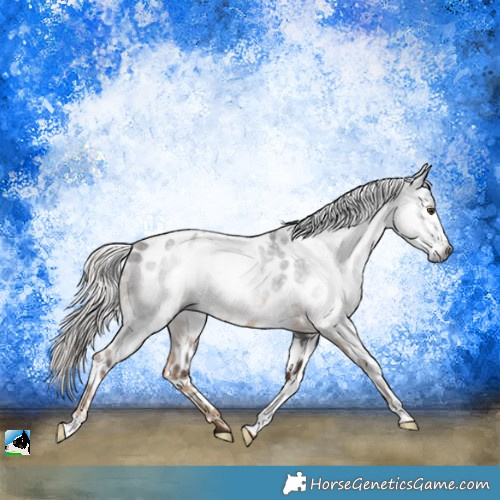 Horse Color:Gray Chocolate Palomino Appaloosa Rabicano 