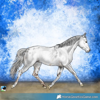 Horse Color:Gray Chocolate Palomino Near Leopard Rabicano