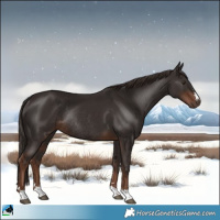 Horse Color:Liver Chestnut Rabicano 