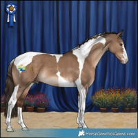 Horse Color:Liver Red Dun Tobiano 