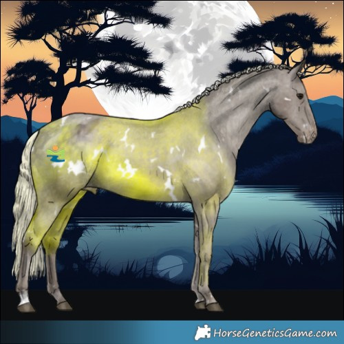Horse Color:White Spotted Silver Smoky Black Appaloosa 