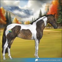 Horse Color:Buckskin Tobiano 