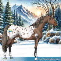Horse Color:Liver Red Dun Appaloosa 