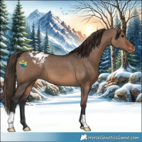 Horse Color:Brown Dun Appaloosa 