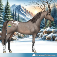Horse Color:Brown Dun Appaloosa 