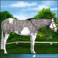 Horse Color:Liver Red Roan Splash Appaloosa