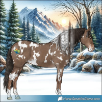 Horse Color:White Spotted Liver Red Dun Appaloosa