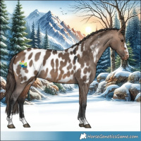 Horse Color:Bay Dun Near Leopard 