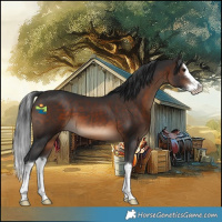Horse Color:White Spotted Brown Splash 