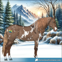 Horse Color:White Spotted Liver Red Dun Appaloosa 