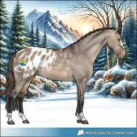 Horse Color:Brown Dun Appaloosa 