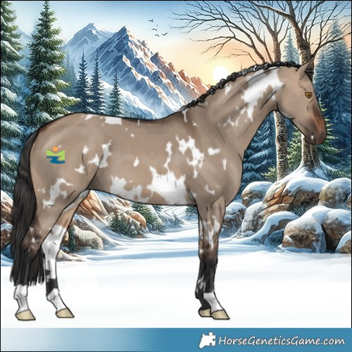 Horse Color:White Spotted Brown Dun 