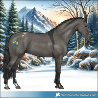 Horse Color:Grullo Appaloosa 