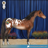 Horse Color:Brown Appaloosa 