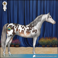 Horse Color:Brown Appaloosa 