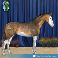 Horse Color:Buckskin Splash Rabicano 