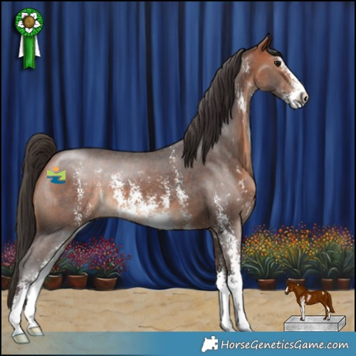 Horse Color:Bay Sabino 