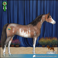 Horse Color:Bay Sabino 