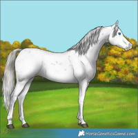 Horse Color:Liver Chestnut Mushroom Sabino Splash 
