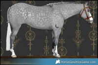 Horse Color:Silver Grullo Chinchilla Rabicano
