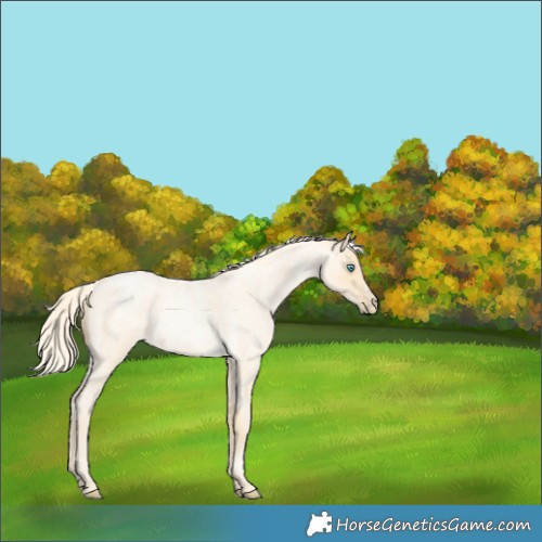 Horse Color:Palomino Roan Pearl  and Palomino Roan Pearl Frame 