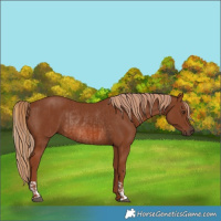 Horse Color:Chestnut Rabicano  and Chestnut Rabicano 