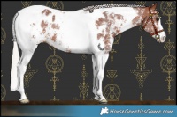 Horse Color:Chocolate Silver Brown Sabino Tobiano Near Leopard 