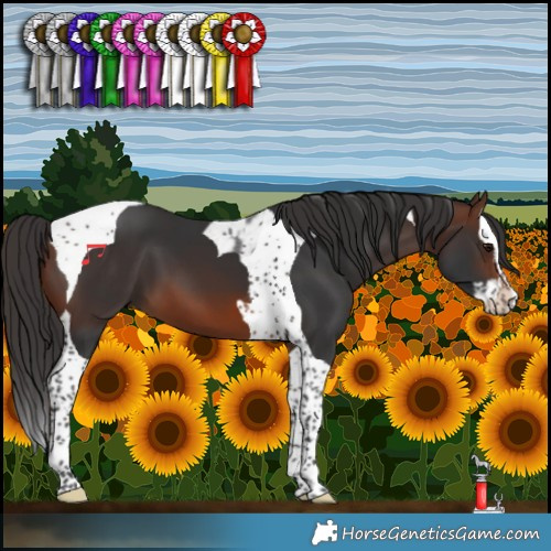 Horse Color:Brown Splash Tobiano 