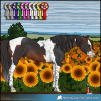 Horse Color:Brown Splash Tobiano 