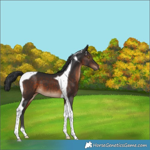 Horse Color:Brown Tobiano 
