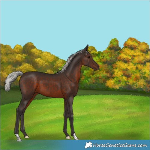 Horse Color:Silver Brown 