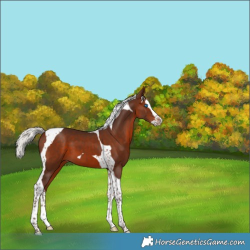 Horse Color:Silver Brown Splash Tobiano 